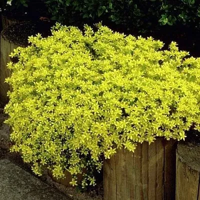 Очиток (седум) ЙЕЛЛОУ КВИН едкий  Очиток (седум) ЙЕЛЛОУ КВИН едкий в Калининграде