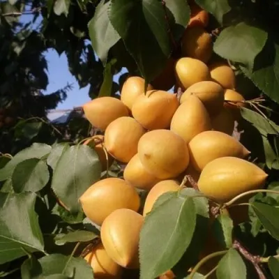 Абрикос МАНИТОБА — описание сорта Абрикос МАНИТОБА в Калининграде