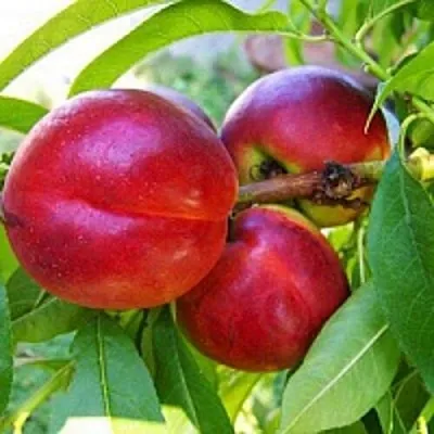 Нектарин в Калининграде