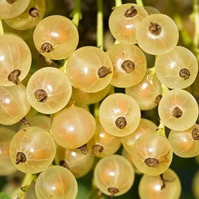 Смородина белая СМОЛЬЯНИНОВСКАЯ в Калининграде