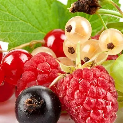 Плодовые кустарники Плодовые кустарники в Калининграде