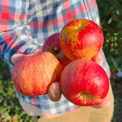 Яблоня КРАСАВИТА  Яблоня КРАСАВИТА в Калининграде