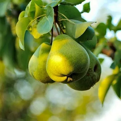 Груша СТОЛИЧНАЯ колонновидная  Груша СТОЛИЧНАЯ колонновидная в Калининграде