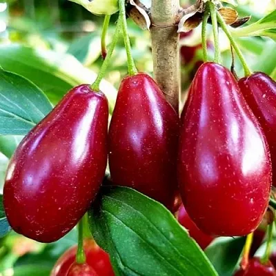 Кизил ВЛАДИМИРСКИЙ в Калининграде