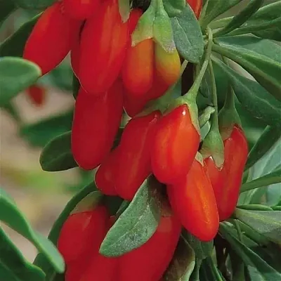 Годжи ВЯЧЕСЛАВ  Годжи ВЯЧЕСЛАВ в Калининграде