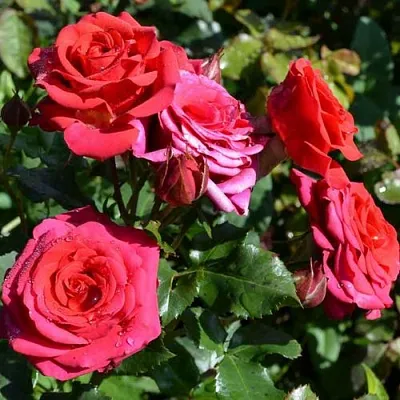 Саженцы роз МИРАБЕЛЬ спрей  Саженцы роз МИРАБЕЛЬ спрей в Калининграде