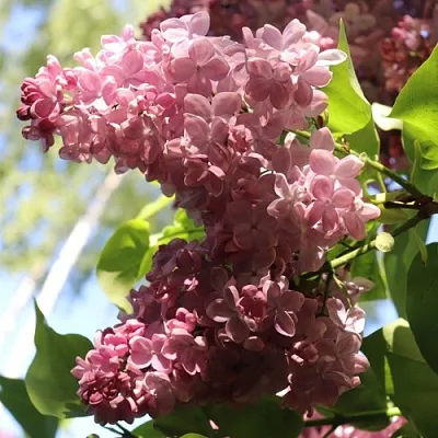 Сирень МЕДОВЫЙ СПАС  Сирень МЕДОВЫЙ СПАС в Калининграде