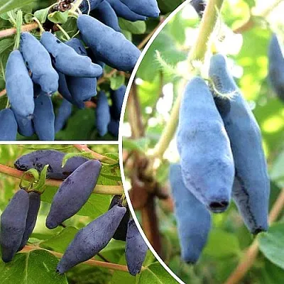 Комплект СЛАДКИЕ ХИТЫ в Калининграде