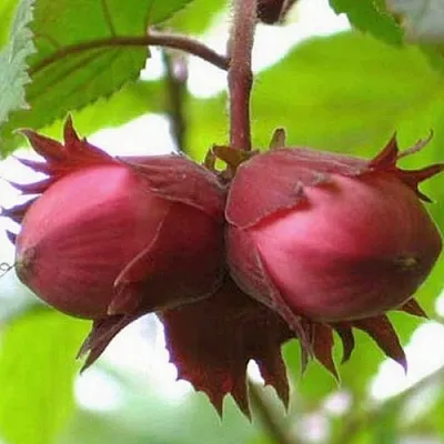 Фундук АЙВЕНГО  Фундук АЙВЕНГО в Калининграде
