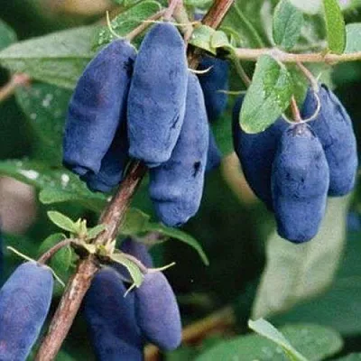 Жимолость съедобная ЛАЗУРНАЯ в Калининграде