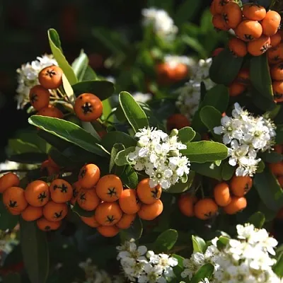 Пираканта  Пираканта в Калининграде