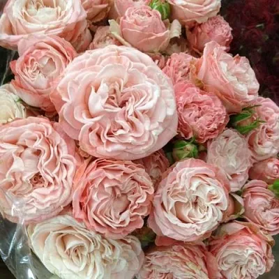 Саженцы роз МАДАМ БОМБАСТИК спрей  Саженцы роз МАДАМ БОМБАСТИК спрей в Калининграде