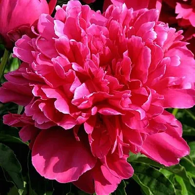 Пион ВИКТУАР ДЕ ЛА МАРН травянистый  Пион ВИКТУАР ДЕ ЛА МАРН травянистый в Калининграде