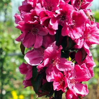 Яблоня МАЛИНОВОЕ ОЖЕРЕЛЬЕ колонновидная  Яблоня МАЛИНОВОЕ ОЖЕРЕЛЬЕ колонновидная в Калининграде