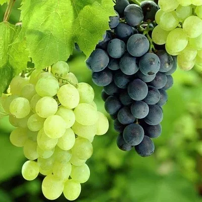 Столовый  Столовый в Калининграде