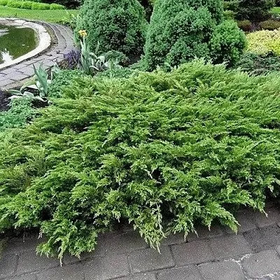 Можжевельник РОКЕРИ ДЖЕМ казацкий  Можжевельник РОКЕРИ ДЖЕМ казацкий в Калининграде