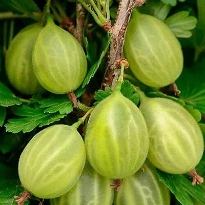 Крыжовник УРАЛЬСКИЙ ИЗУМРУД в Калининграде