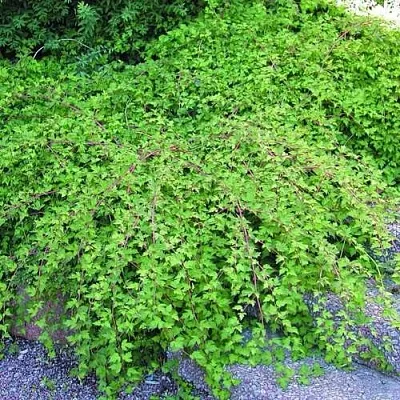 Стефанандра  Стефанандра в Калининграде