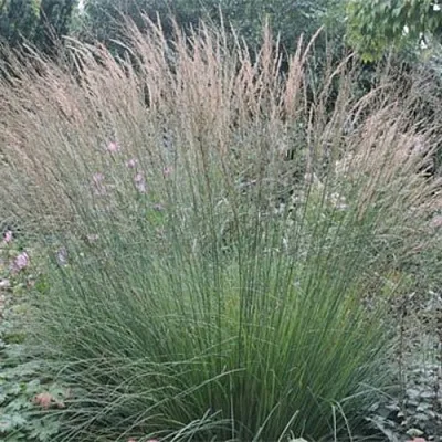 Молиния ХАЙДЕБРАУТ голубая  Молиния ХАЙДЕБРАУТ голубая в Калининграде