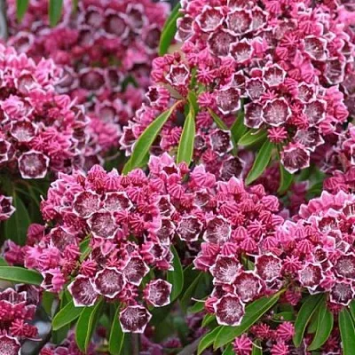 Кальмия  Кальмия в Калининграде