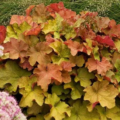 Гейхера БИГ ТОП БРОНЗ  Гейхера БИГ ТОП БРОНЗ в Калининграде