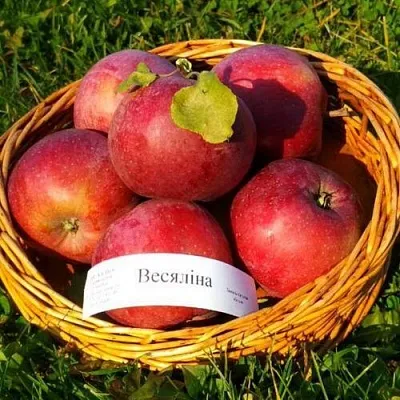 Яблоня ВЕСЯЛИНА  Яблоня ВЕСЯЛИНА в Калининграде