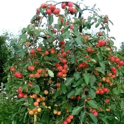 Яблоня ХЮВИНГИЕНЗИС декоративная  Яблоня ХЮВИНГИЕНЗИС декоративная в Калининграде