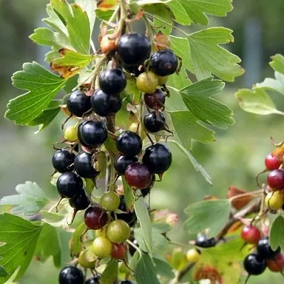 Смородина золотистая ПЛОТНОМЯСАЯ  Смородина золотистая ПЛОТНОМЯСАЯ в Калининграде