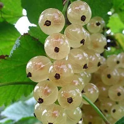 Смородина белая ЮТЕРБОРГСКАЯ  Смородина белая ЮТЕРБОРГСКАЯ в Калининграде