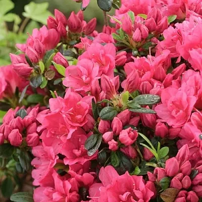 Азалия  Азалия в Калининграде