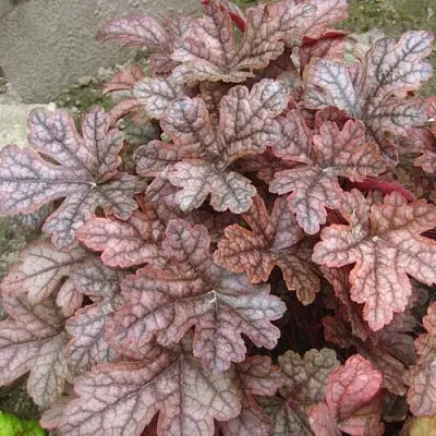 Гейхера ГАНСМОУК  Гейхера ГАНСМОУК в Калининграде