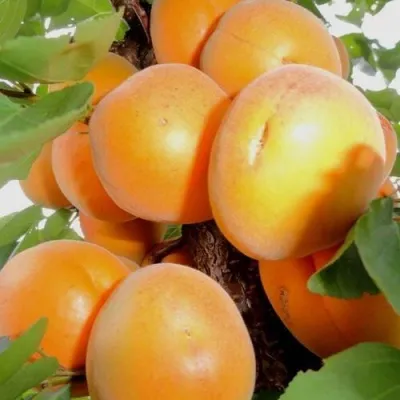 Абрикос ДЕСЕРТНЫЙ — описание сорта Абрикос ДЕСЕРТНЫЙ в Калининграде