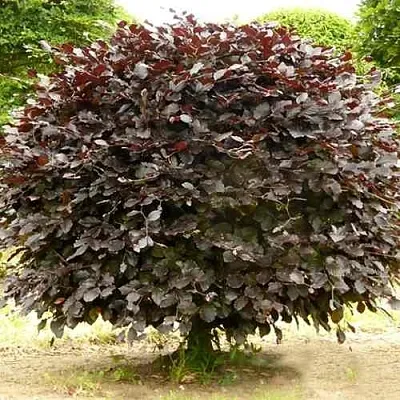 Бук лесной АТРОПУНИЦЕА  Бук лесной АТРОПУНИЦЕА в Калининграде