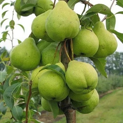 Груша ДЕКОР колонновидная  Груша ДЕКОР колонновидная в Калининграде