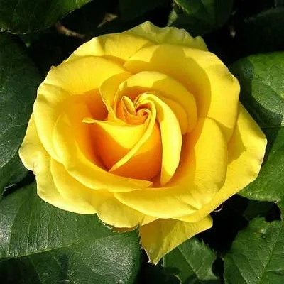 Саженцы роз ПАПИЛОН чайно-гибридная в Калининграде