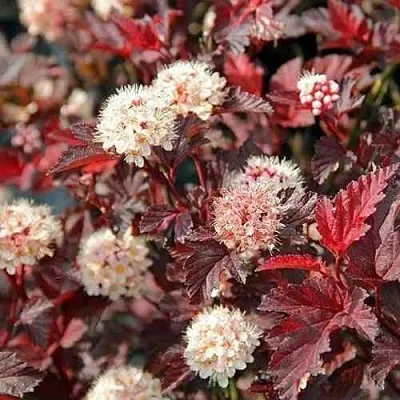 Пузыреплодник ЛЕДИ ИН РЕД  Пузыреплодник ЛЕДИ ИН РЕД в Калининграде