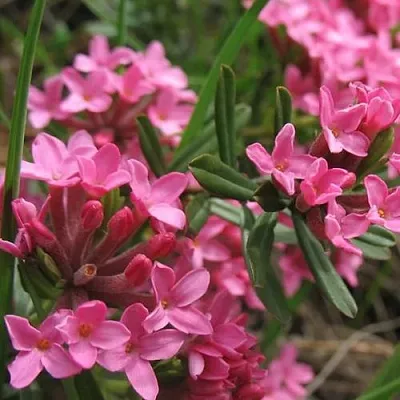 Волчеягодник  Волчеягодник в Калининграде