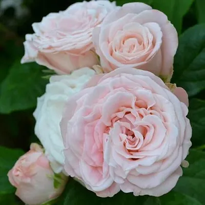 Саженцы роз БОМБАСТИК спрей  Саженцы роз БОМБАСТИК спрей в Калининграде