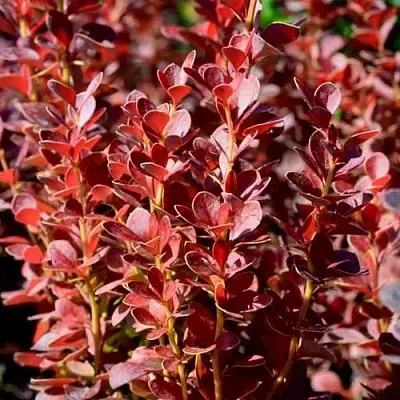 Барбарис ВУЛКАНО тунберга в Калининграде