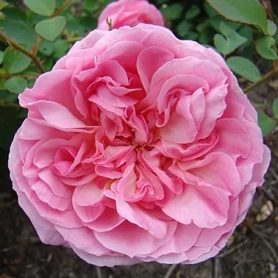 Саженцы роз ХАЙДИ ХОЛЛ английская  Саженцы роз ХАЙДИ ХОЛЛ английская в Калининграде