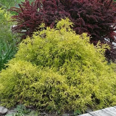 Кипарисовик ГОЛДЕН МОП горохоплодный в Калининграде