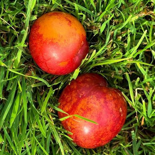 Шарафуга НЕКТАРИННАЯ в Калининграде