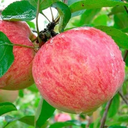 Яблоня КОРИЧНОЕ ПОЛОСАТОЕ в Калининграде