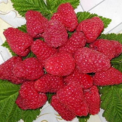 Сладкая в Калининграде