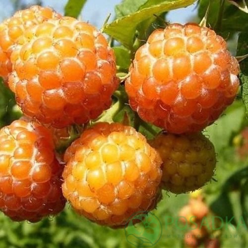 Малина КУМБЕРЛЕНД желтая в Калининграде