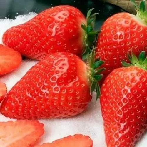 Клубника АЛЬБА в Калининграде