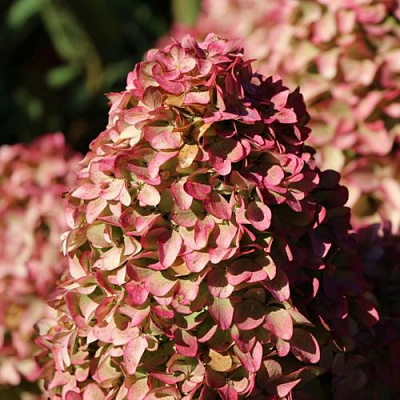 Мэджикал в Калининграде