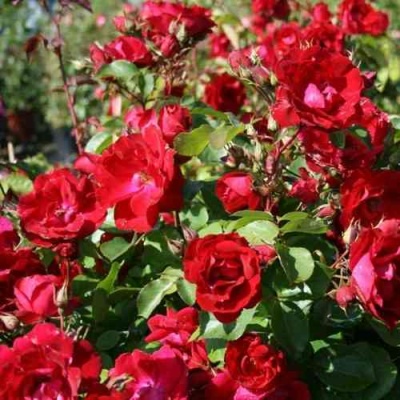 Роза ЧАМПЛЕЙН флорибунда в Калининграде