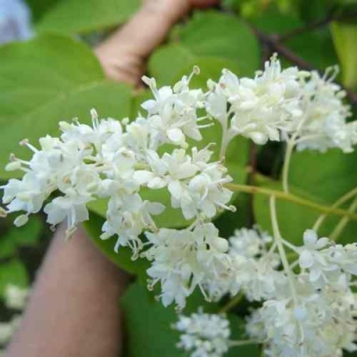 Сирень АМУРСКАЯ в Калининграде