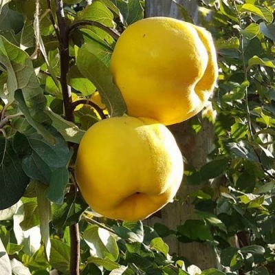 Айва МАРИЯ в Калининграде